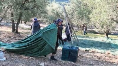 Zeytin ağaçlarının bol olduğu Soma’nın Avdan Mahallesi’nde yetiştirici Ertuğrul Özcan, “Zeytin