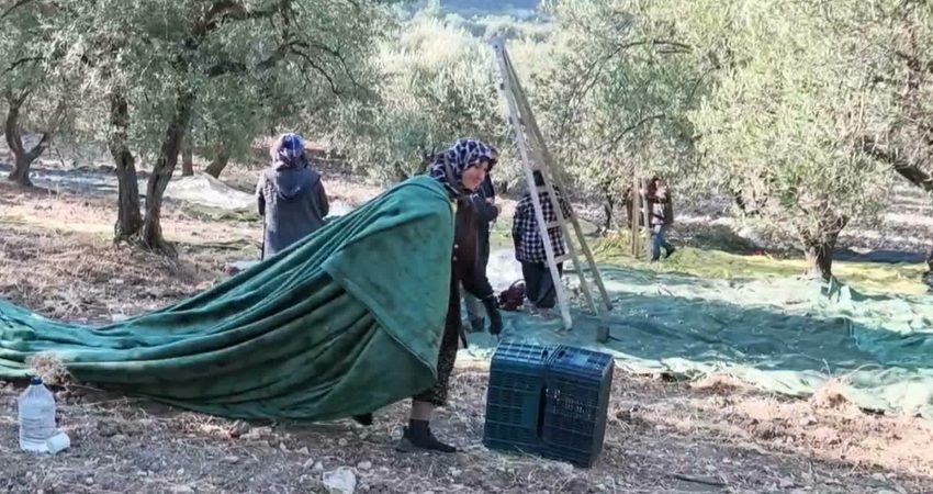 Zeytin ağaçlarının bol olduğu Soma’nın Avdan Mahallesi’nde yetiştirici Ertuğrul Özcan, “Zeytin