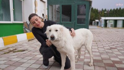 Tepebaşı Belediyesi Doğal Yaşam Merkezi’nde bu yıl sahiplendirilen hayvan sayısı