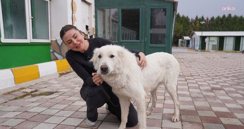 Tepebaşı Belediyesi Doğal Yaşam Merkezi’nde bu yıl sahiplendirilen hayvan sayısı