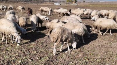 Yozgat’ta hayvancılık sektörünü desteklemek, kırsaldaki aile işletmelerini güçlendirmek amacıyla hayata