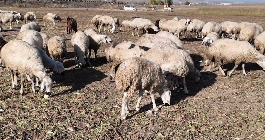 Yozgat’ta hayvancılık sektörünü desteklemek, kırsaldaki aile işletmelerini güçlendirmek amacıyla hayata