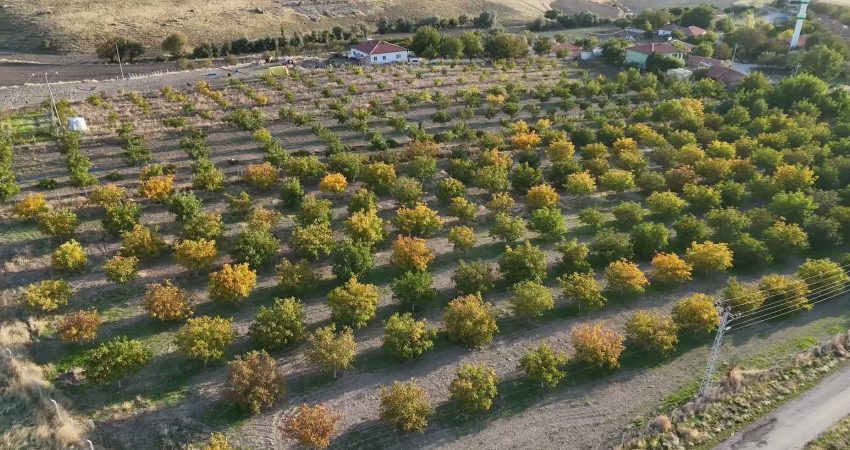 Üretimin bu yıl bin tonun üzerinde çıkması beklenen Yozgat'ta ceviz