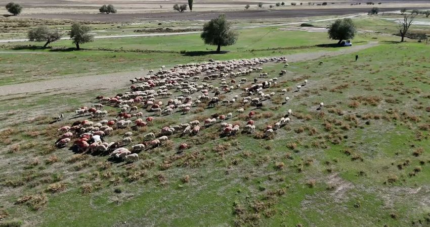 Çoban sıkıntısının yaşandığı hayvancılık sektörüne yönelik, Çalışma ve Sosyal Güvenlik