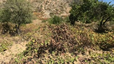 Yozgat’ta bağcılığı yeniden canlandırmak için yürütülen çalışmalarla ıslah edilen üzüm